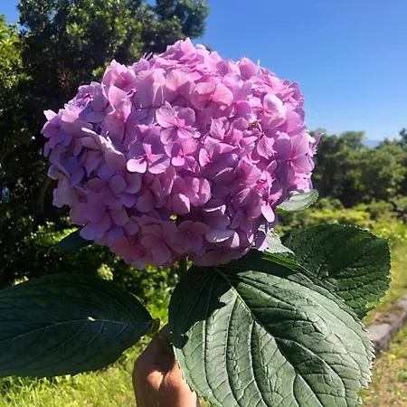 Rosa Cha Santo Amaro (Azores)