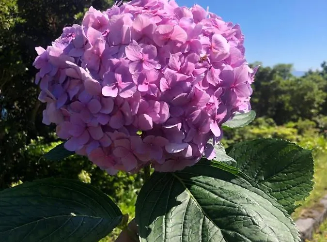 Rosa Cha Santo Amaro (Azores)